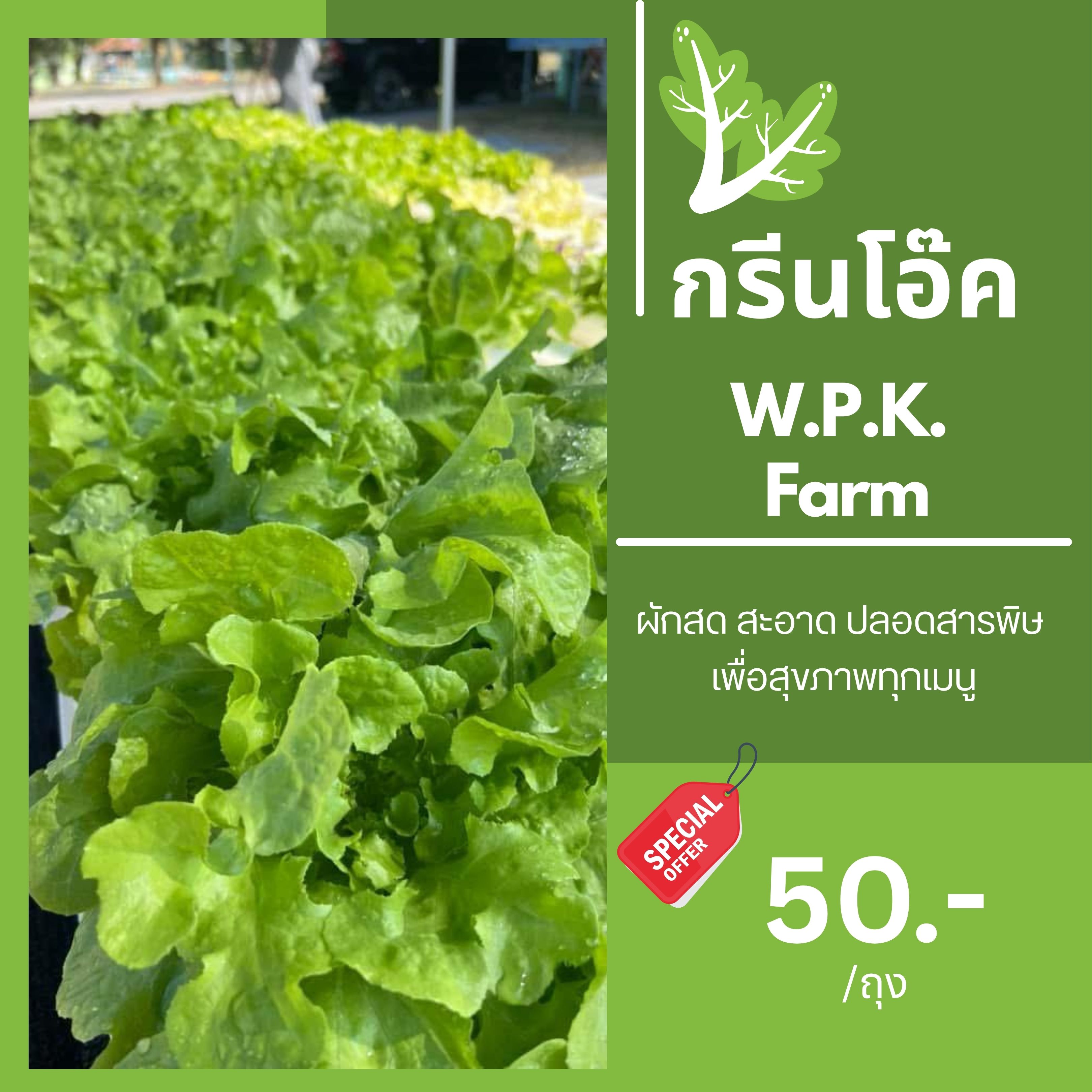 ผักสลัดกรีนโอ๊ค